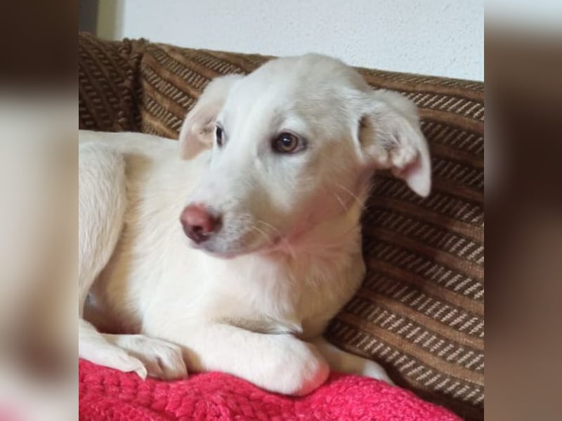 Zoe-Fee-sie suchte eine Unterkunfts Möglichkeit und die fand Sie letztendlich im Furry Tales Shelter