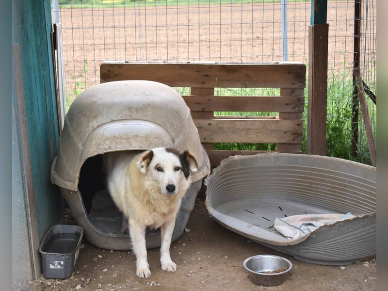 Jonna - nach über zwei Monaten endlich in der Obhut der Tierschützer