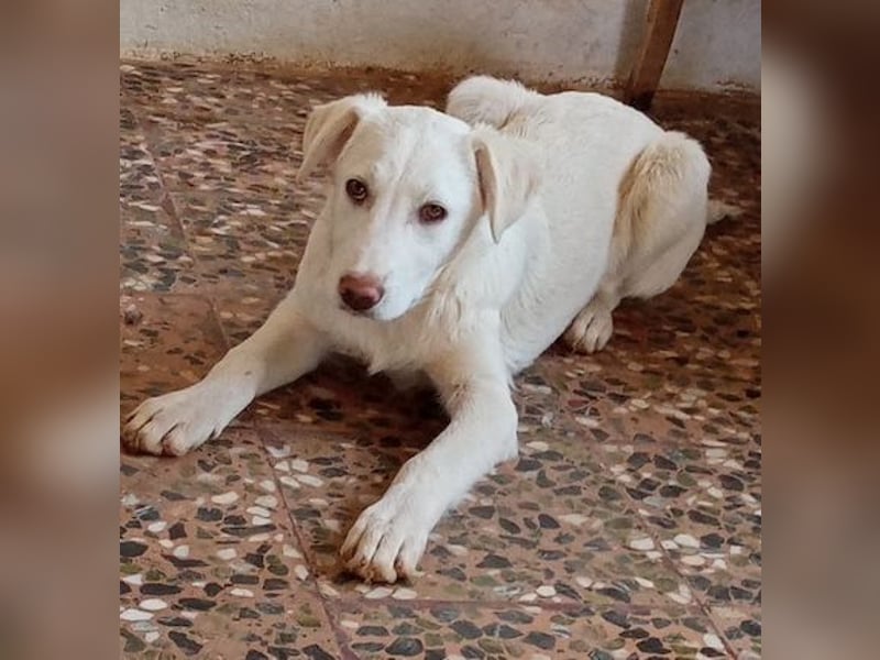 Zoe-Fee-sie suchte eine Unterkunfts Möglichkeit und die fand Sie letztendlich im Furry Tales Shelter