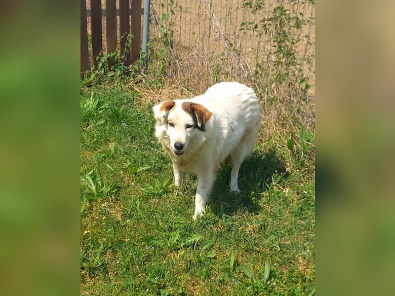 Jonna - nach über zwei Monaten endlich in der Obhut der Tierschützer