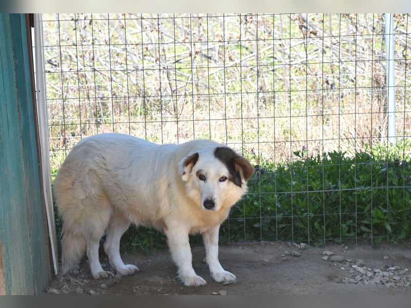 Jonna - nach über zwei Monaten endlich in der Obhut der Tierschützer