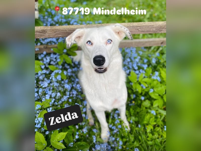 Zelda sucht ein Zuhause