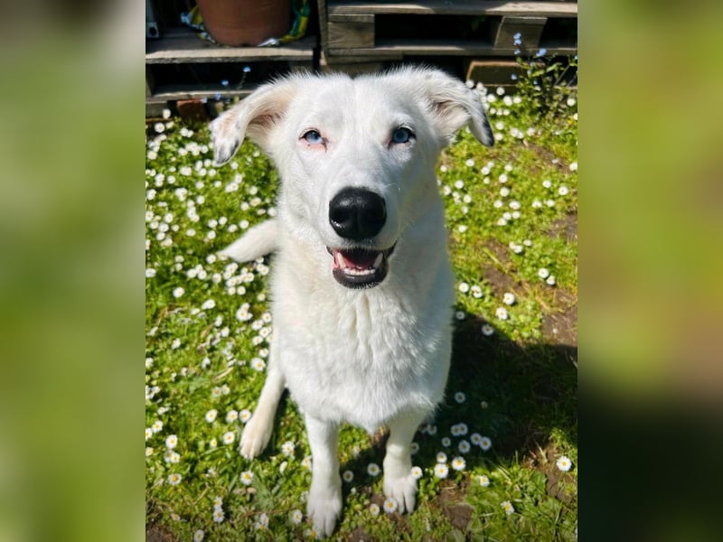 Zelda sucht ein Zuhause