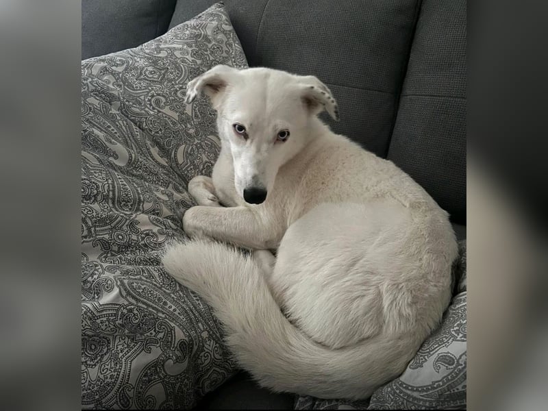 Zelda sucht ein Zuhause
