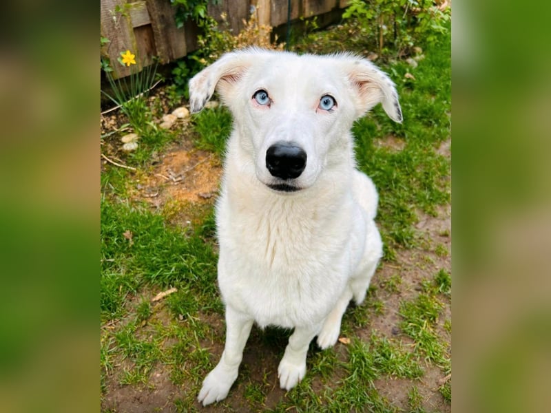 Zelda sucht ein Zuhause
