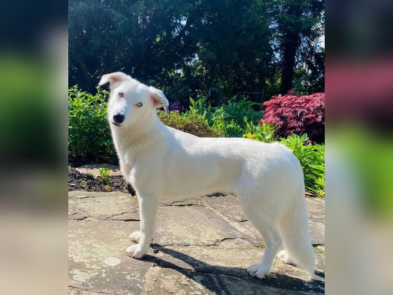 Zelda sucht ein Zuhause