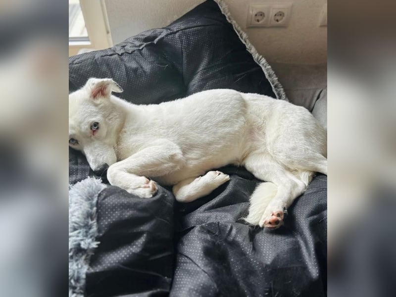 Zelda sucht ein Zuhause