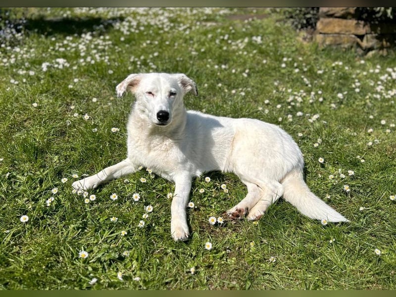 Zelda sucht ein Zuhause