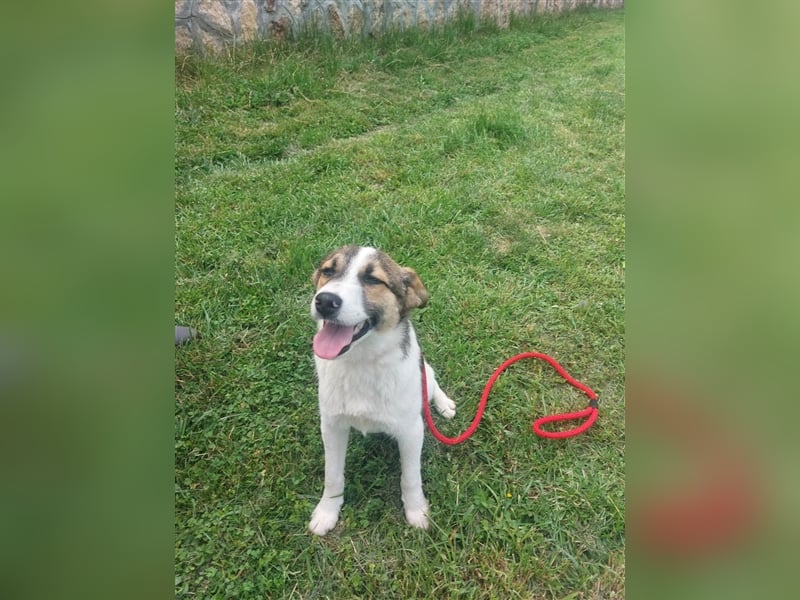 Millie - 2 Jahre, freundlich und verspielt