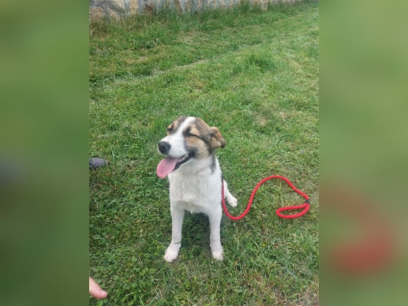 Millie - 2 Jahre, freundlich und verspielt