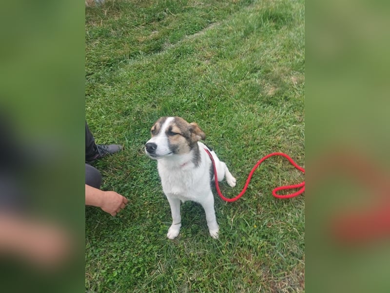 Millie - 2 Jahre, freundlich und verspielt