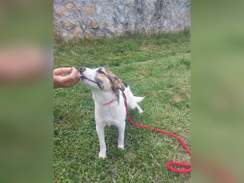 Millie - 2 Jahre, freundlich und verspielt