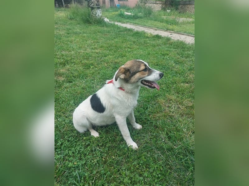 Millie - 2 Jahre, freundlich und verspielt