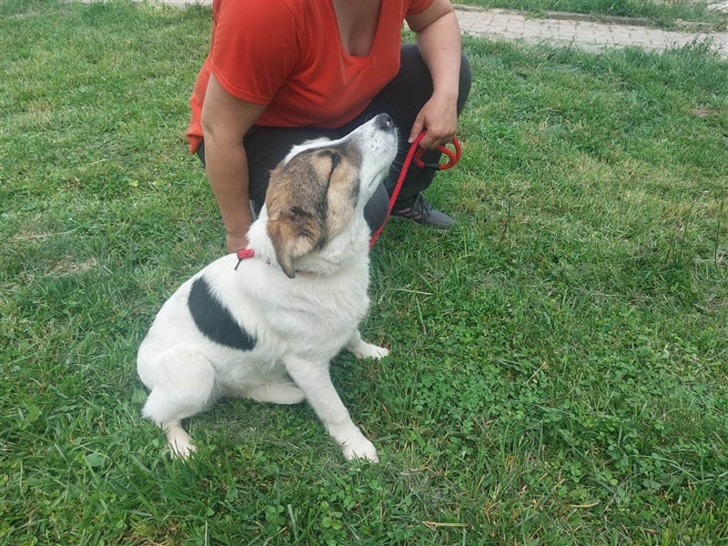 Millie - 2 Jahre, freundlich und verspielt