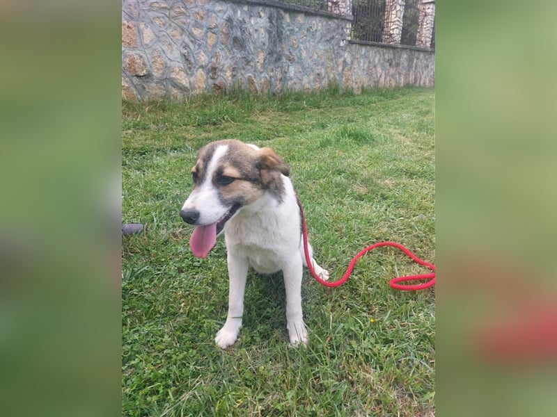 Millie - 2 Jahre, freundlich und verspielt