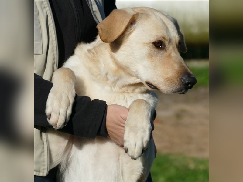 Margo , eine stattliche sehr menschenbezogene Familienhündin !