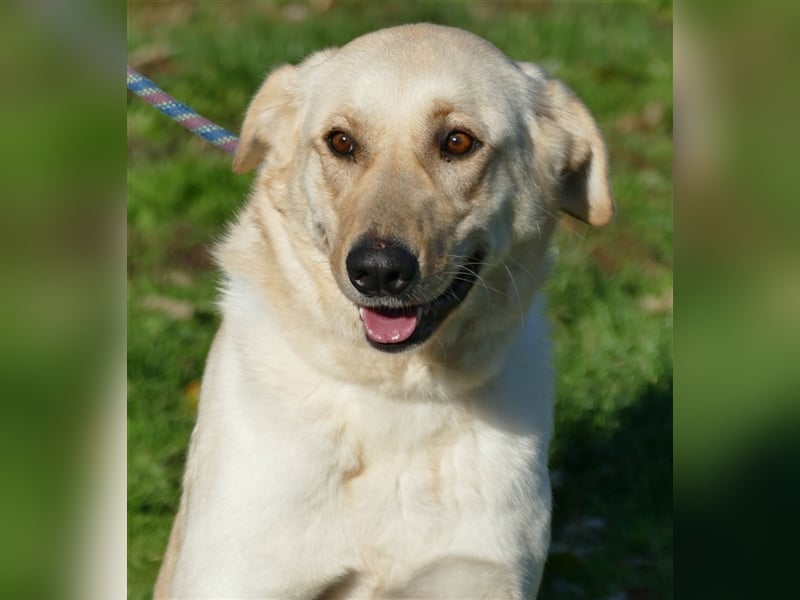 Margo , eine stattliche sehr menschenbezogene Familienhündin !