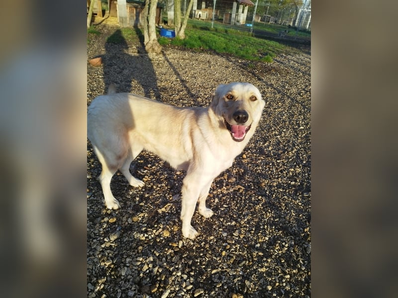 Margo , eine stattliche sehr menschenbezogene Familienhündin !