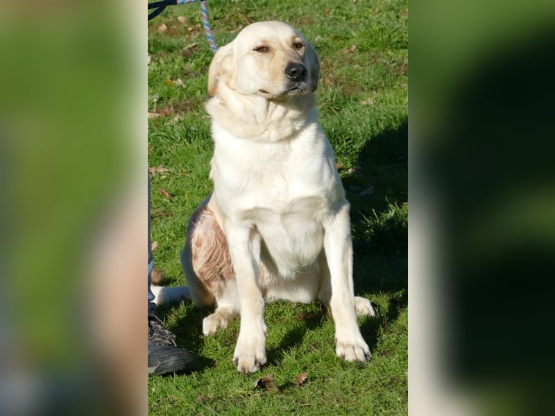 Margo , eine stattliche sehr menschenbezogene Familienhündin !
