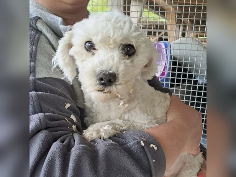 TOLL – FLAUSCHMAUS SUCHT ZUHAUSE