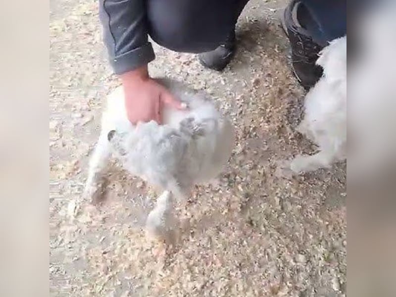 TOLL – FLAUSCHMAUS SUCHT ZUHAUSE