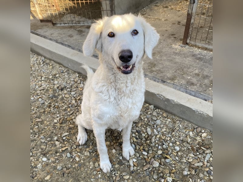 IVORY, Herdenschutzhündin, sucht Zuhause