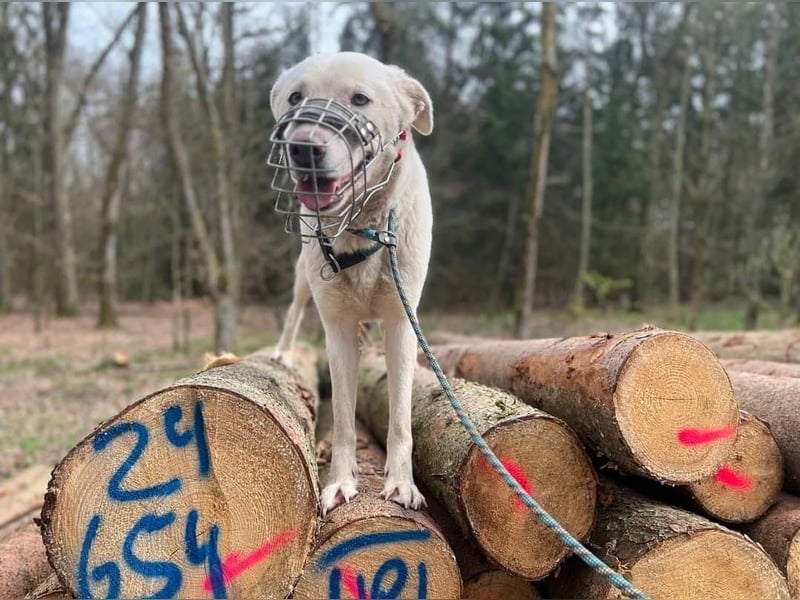 WHITY, 60cm, sucht erfahrene Menschen