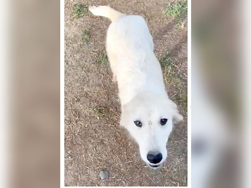 SINA, süsse Schneeflocke. Der ideale Familienhund. Mag auch Katzen