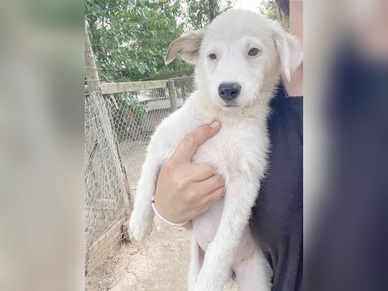 Fleur, bildhübsche Maus. Der ideale Familienhund