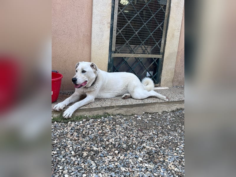 Guendalina ist eine liebe Labrador-Maremmano-Mischlinghündin