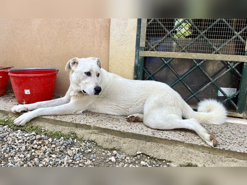 Guendalina ist eine liebe Labrador-Maremmano-Mischlinghündin