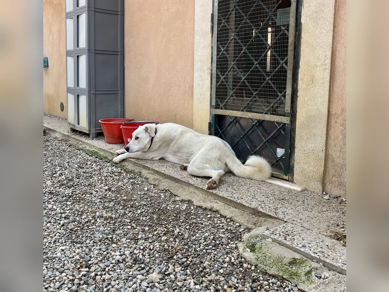 Guendalina ist eine liebe Labrador-Maremmano-Mischlinghündin