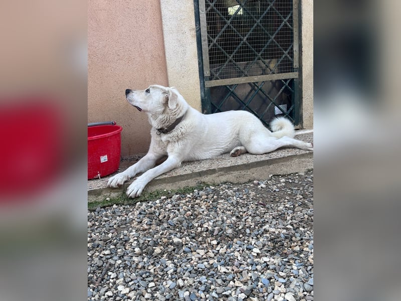 Guendalina ist eine liebe Labrador-Maremmano-Mischlinghündin
