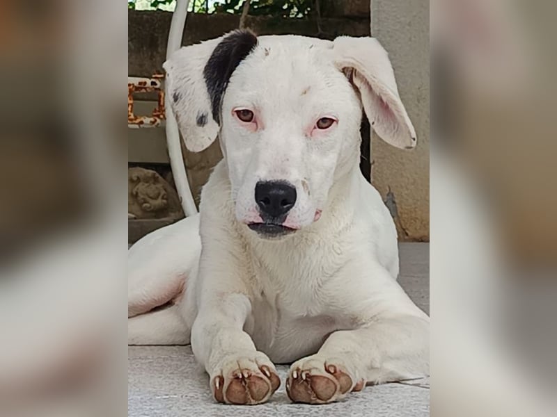 LANA – ein sanftes, junges Hundemädchen sucht Geborgenheit