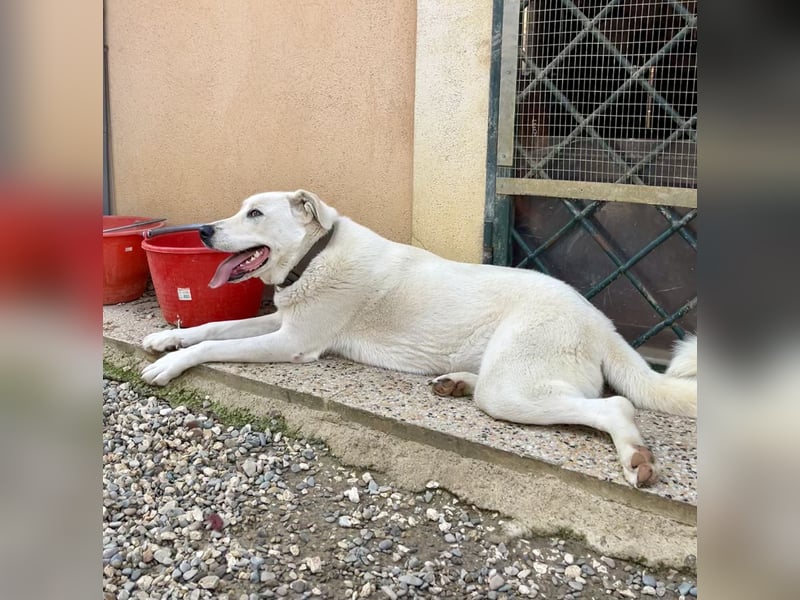 Guendalina ist eine liebe Labrador-Maremmano-Mischlinghündin