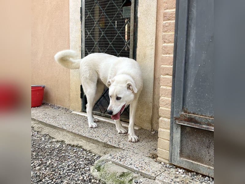 Guendalina ist eine liebe Labrador-Maremmano-Mischlinghündin