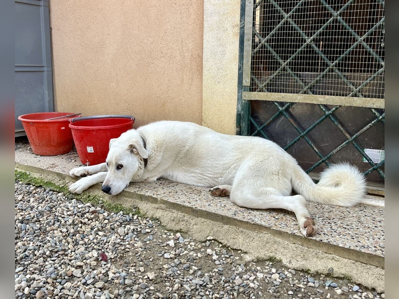 Guendalina ist eine liebe Labrador-Maremmano-Mischlinghündin