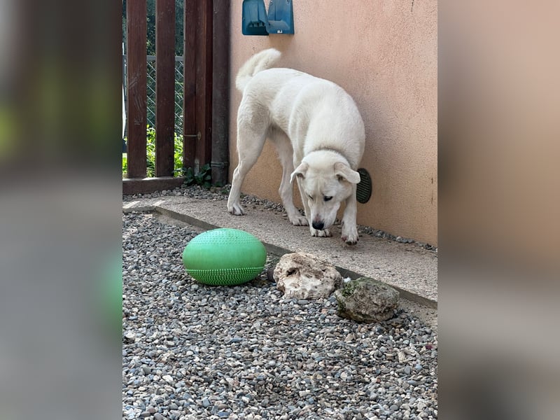 Guendalina ist eine liebe Labrador-Maremmano-Mischlinghündin