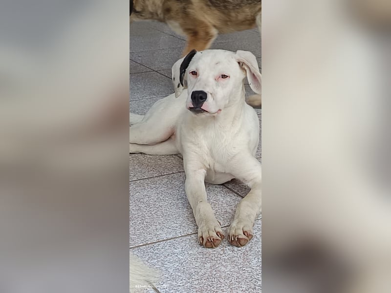 LANA – ein sanftes, junges Hundemädchen sucht Geborgenheit