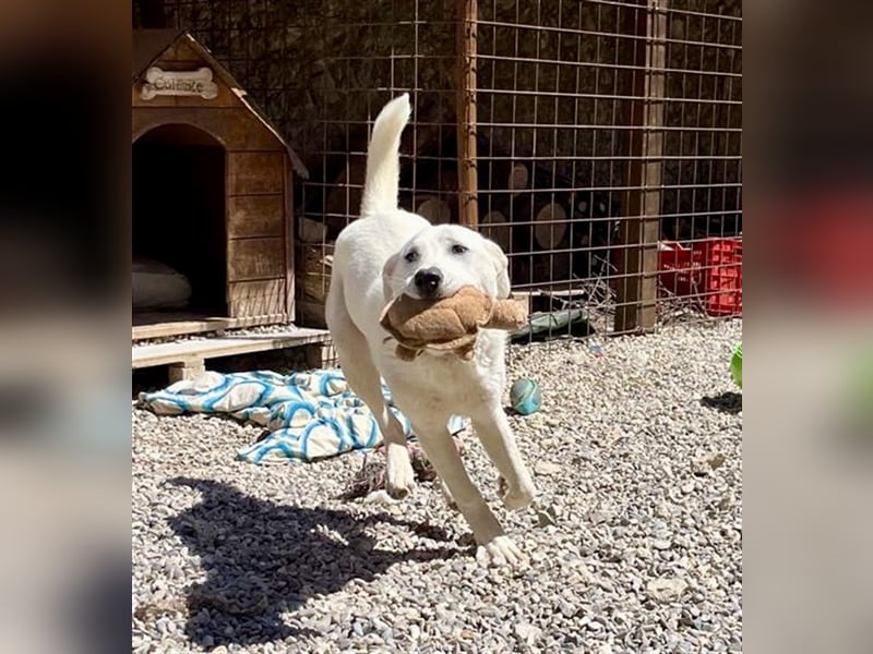 Guendalina ist eine liebe Labrador-Maremmano-Mischlinghündin