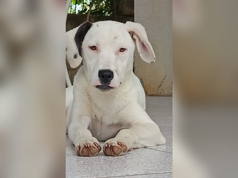 LANA – ein sanftes, junges Hundemädchen sucht Geborgenheit