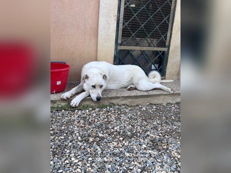 Guendalina ist eine liebe Labrador-Maremmano-Mischlinghündin