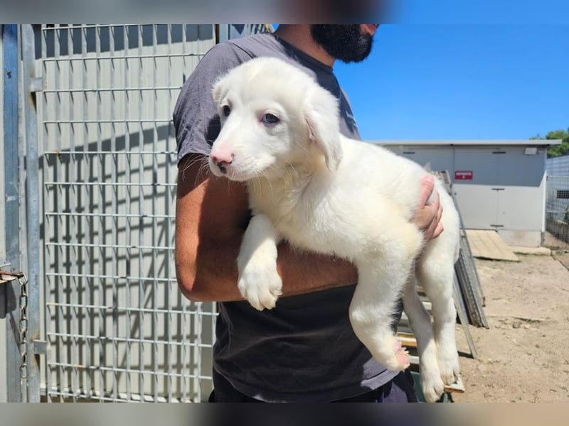 Monica-zuckersüße Welpen warten im Tierheim