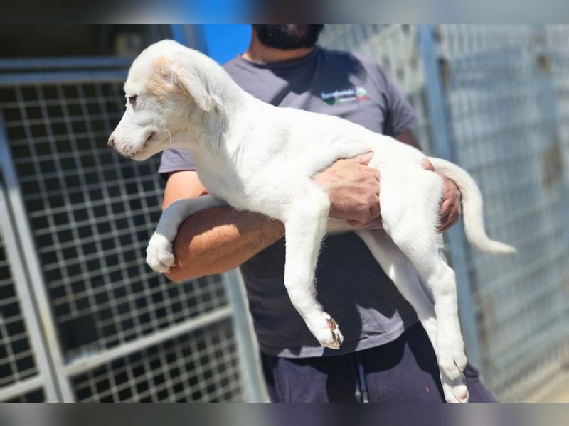 Mamilia-zuckersüße Welpen warten im Tierheim