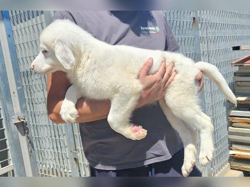 Monica-zuckersüße Welpen warten im Tierheim