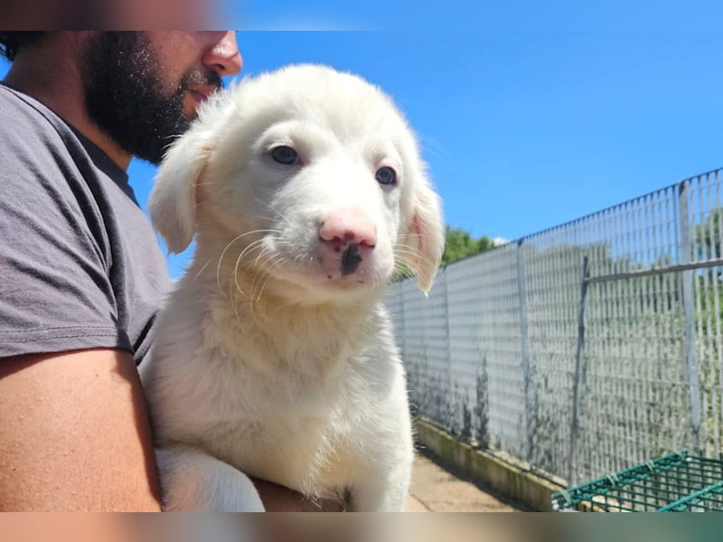 Monica-zuckersüße Welpen warten im Tierheim