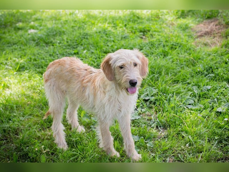 BONNIE - die süße Wuschelmaus träumt von einem eigenen tollen Zuhause
