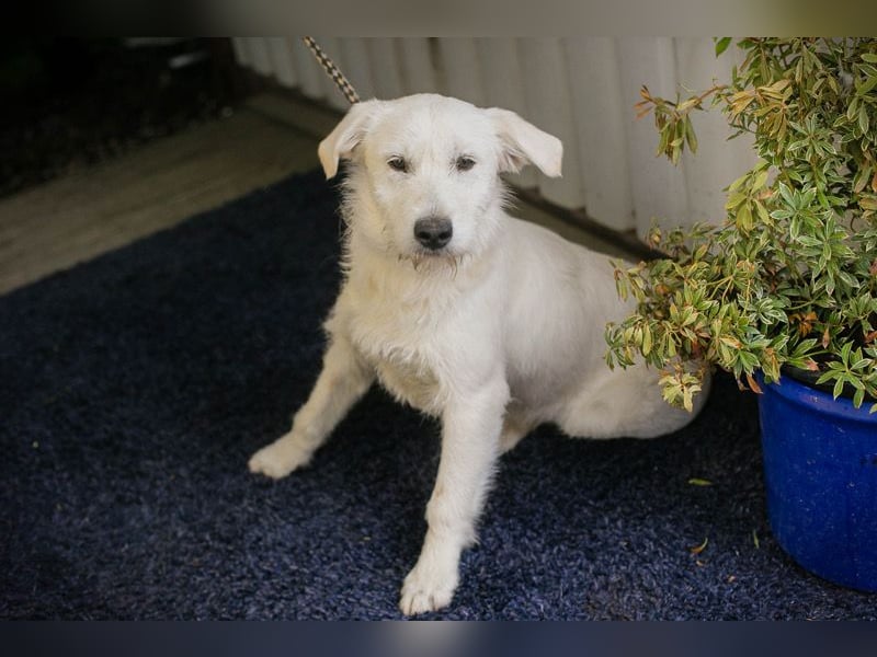 LUZIE - das brave Mädchen träumt von einem liebevollen Zuhause