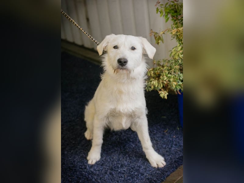 LUZIE - das brave Mädchen träumt von einem liebevollen Zuhause