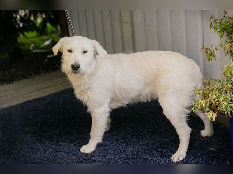 LUZIE - das brave Mädchen träumt von einem liebevollen Zuhause